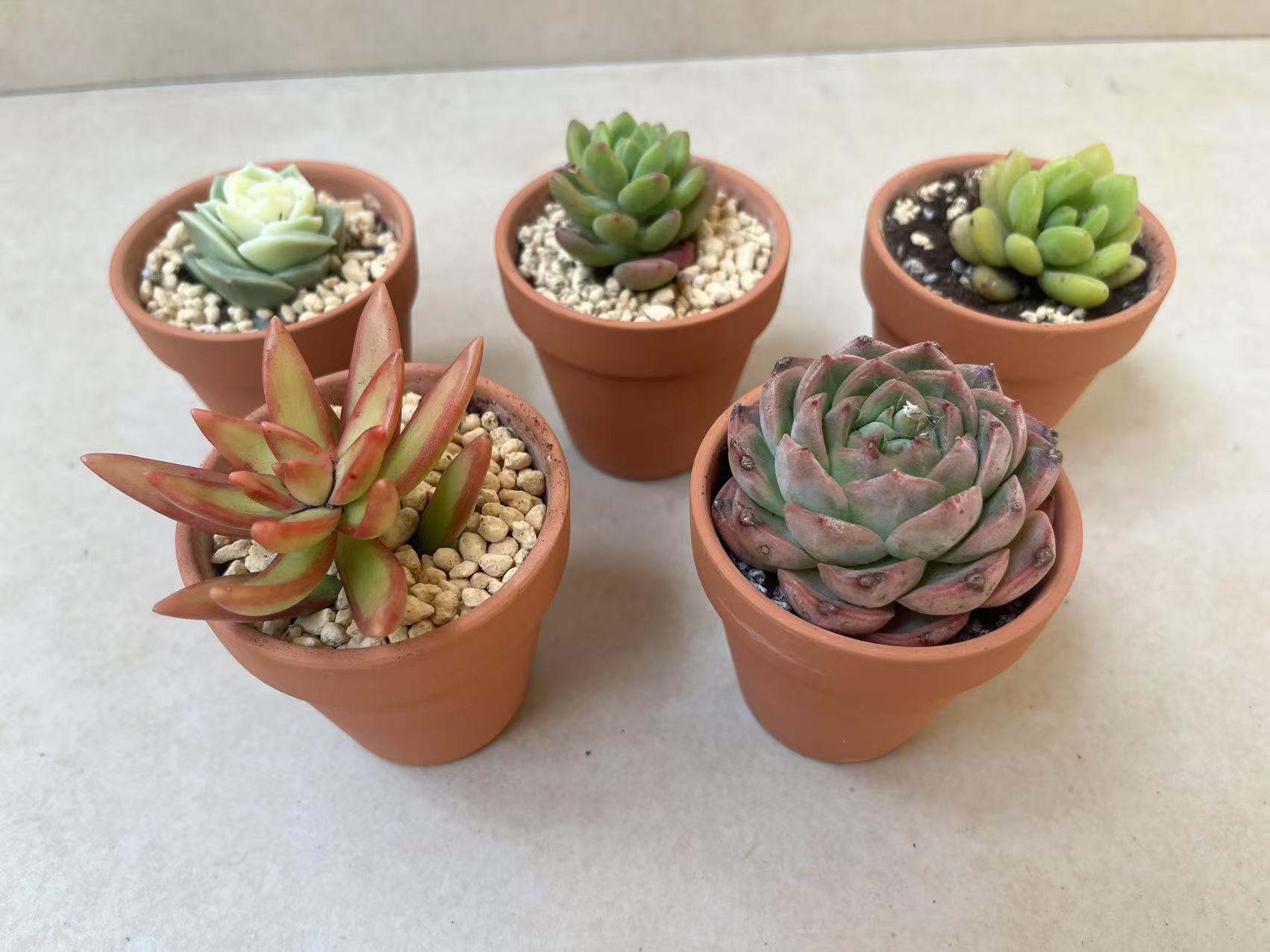 黄埔艾欣开展“共筑绿意”多肉种植体验活动